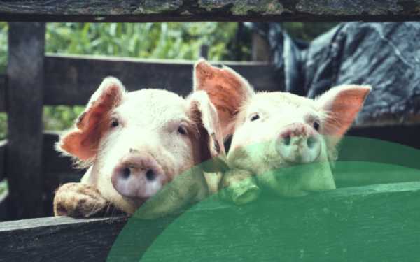 3 best methods of breeding pigs to ensure a productive piggery business