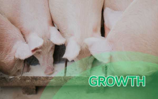 4 secrets that will boost the growth of your Pigs