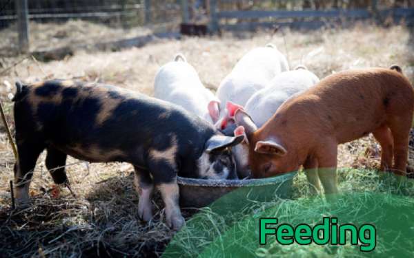 5 advantages of consistent feeding in a pig farm