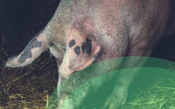 5 best commercial breeds for successful pig farming