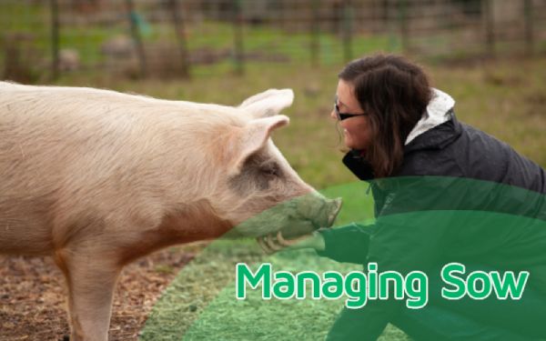 5 Best sow Management Practices that increases efficiency of farrowing operation