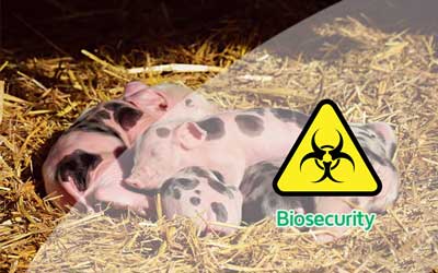 5 Bio Security measures to prevent disease outbreak and improve the effciciency of Piggery farm management