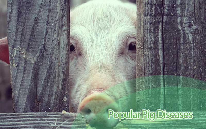 5 Diseases Every Pig Farmer Must Know