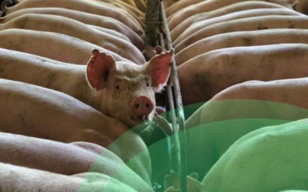 5 important sections of a pig farm