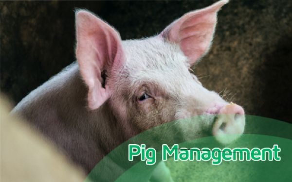 5 pig management practices that boosts efficiency in your farm