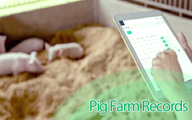 5 Records Every Pig Farmer Must Keep For a Successful Piggery Operation