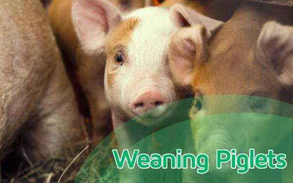 5 tips for weaning piglets successfully