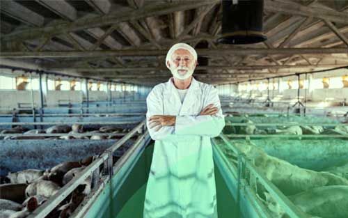7 Best practices to fight major viral diseases that affect pigs