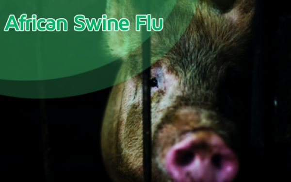 African Swine Fever- Symptoms, Mode of transmision and Prevention