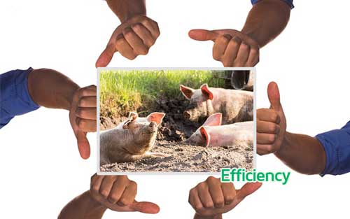 Best Factors that improves efficiency in a pig farm