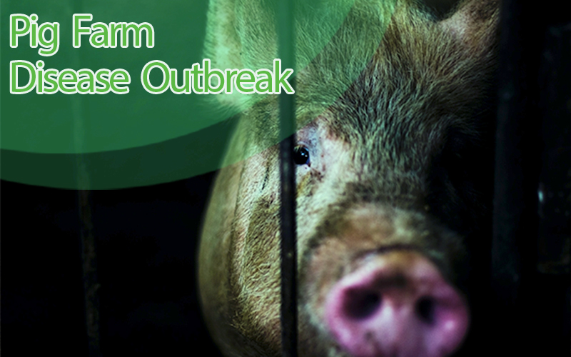 Best Pig Management Software to Mitigate Disease Outbreak