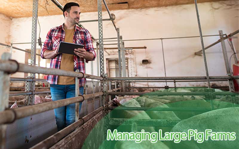 Best Strategy for Numbering Pigs in a Large Pig Farm