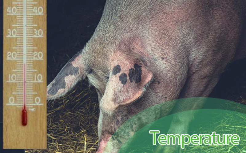 Boost Pig Growth with Temperature Control