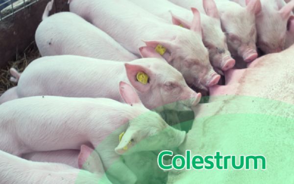 Colestrum: Key to piglet survivability
