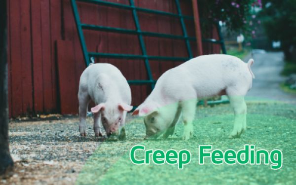 Creep feeding : Practice for successful weaning