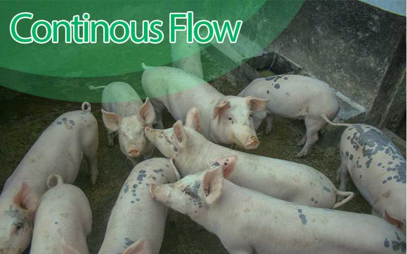 Dangers of implementing the continous flow system for pig farm operations