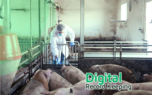 Effective record keeping methods for tracking mortalities in a Pig farm