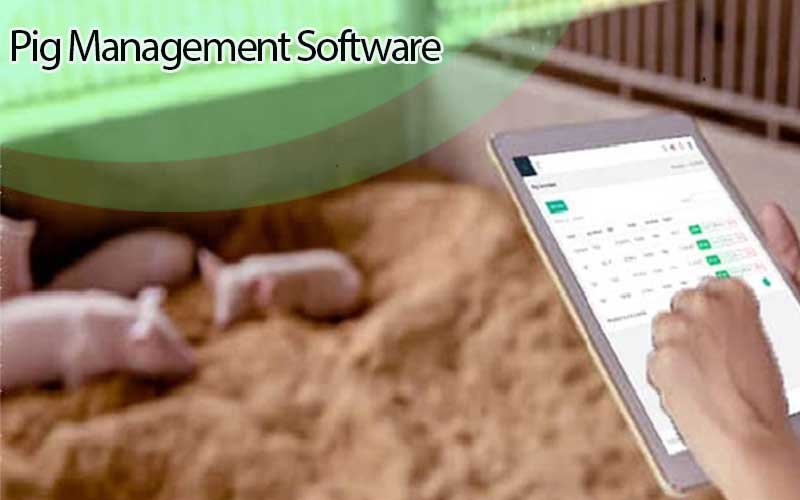 Enhancing farm efficiency with pig management software