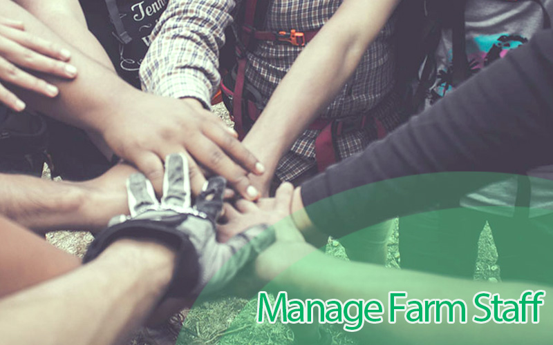 Guide to Managing Pig Farm Staffs for Optimal Results