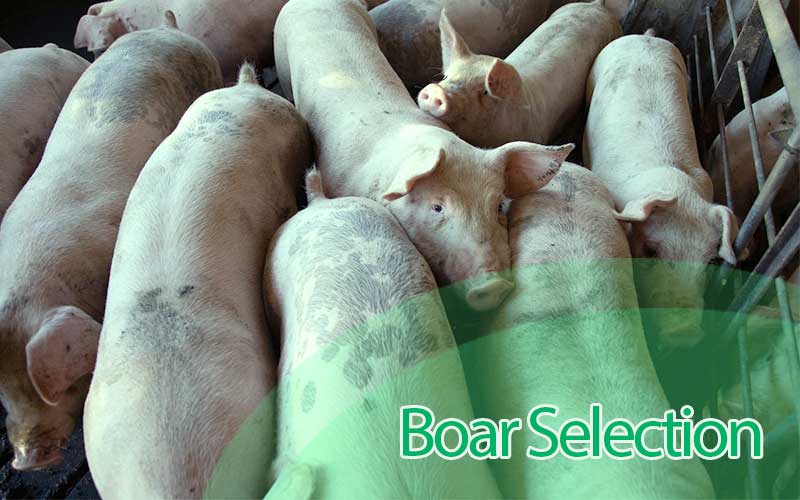 Guide to selecting the best boar for breeding operations