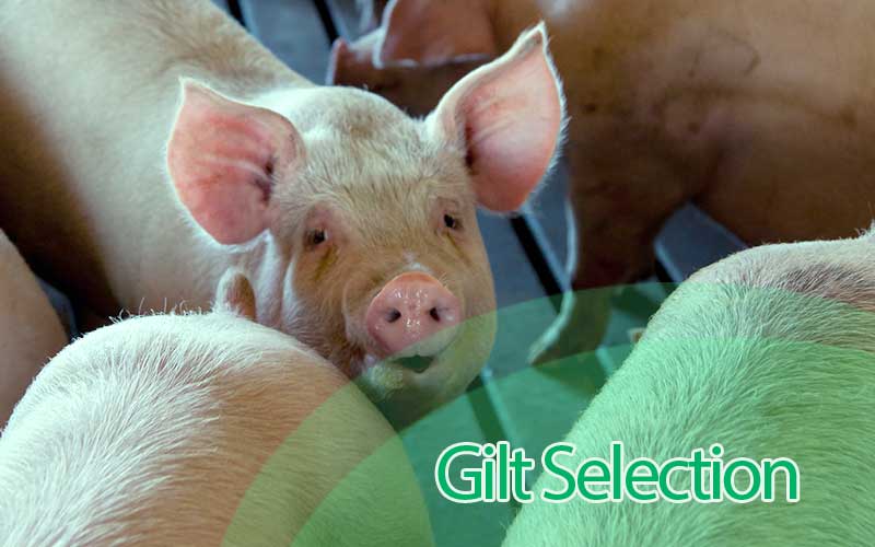 Guide to selecting the best gilts for improved swine breeding operations