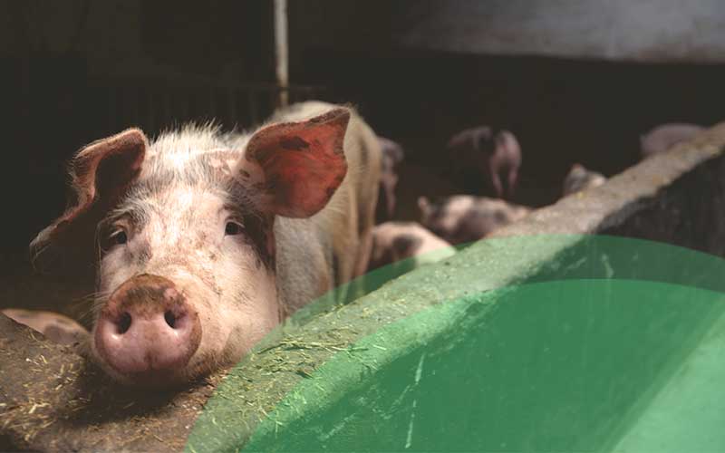 How the use of adequate pig farm management tools can help increase production