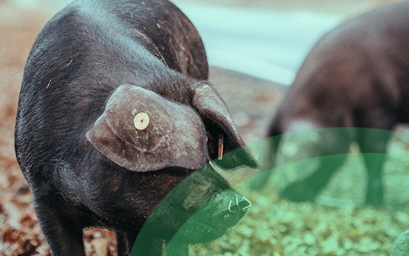 How to Choose a Pig Farming Operation for Starters