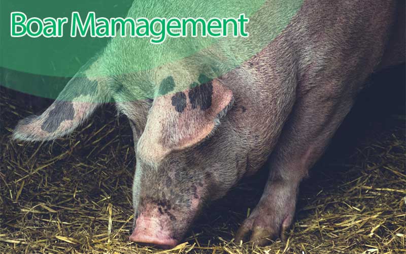 How to Maintain a Boar for Better Breeding Performance
