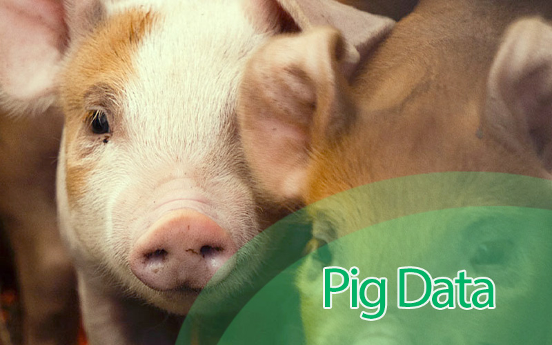 How to Maintain Accurate Pig Records: A Complete Guide with Pigax