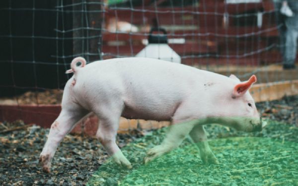 Importance of tracking the weight of farms pigs