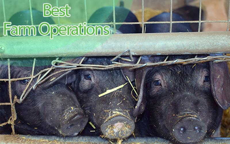 Major Operations that Guarantess Success in Pig Farming