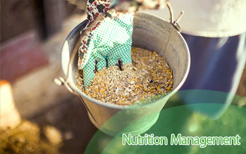 Best practices for efficient pig feed nutrition management.