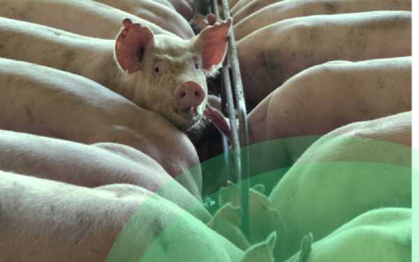 Track the growth rate of your Pigs with these 3 metrics and boost feed efficiency