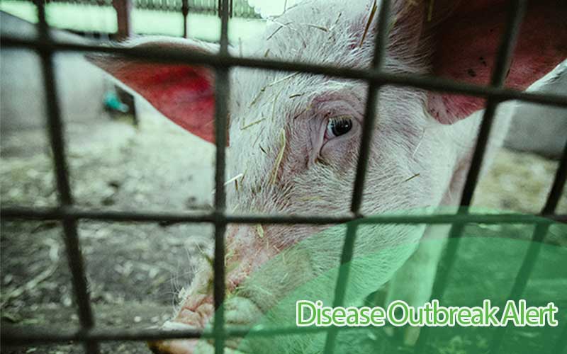 Outbreak Alert: How to Manage Pig Farm Disease Outbreaks