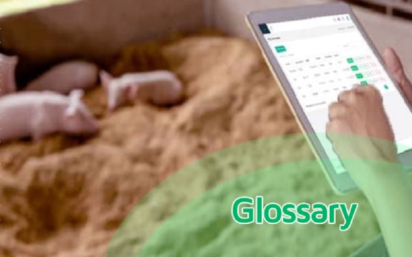 Pig Management Glossary
