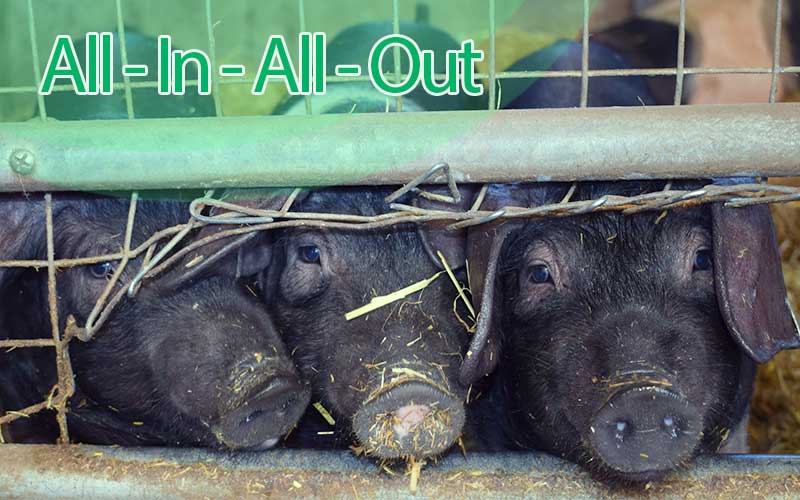 Scheduling the AIAO swine flow for better swine efficiency