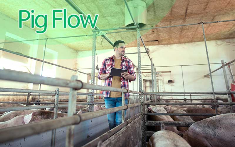 Secretes to chosing the best pig flow system
