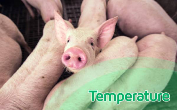 How temperature regulation can boost the growth and performance of pigs