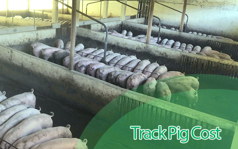 The Secret to Tracking Pig Costs Accurately