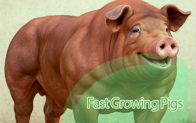 These 4 Growth Boosters Can Get You Bigger and Healthier Pigs