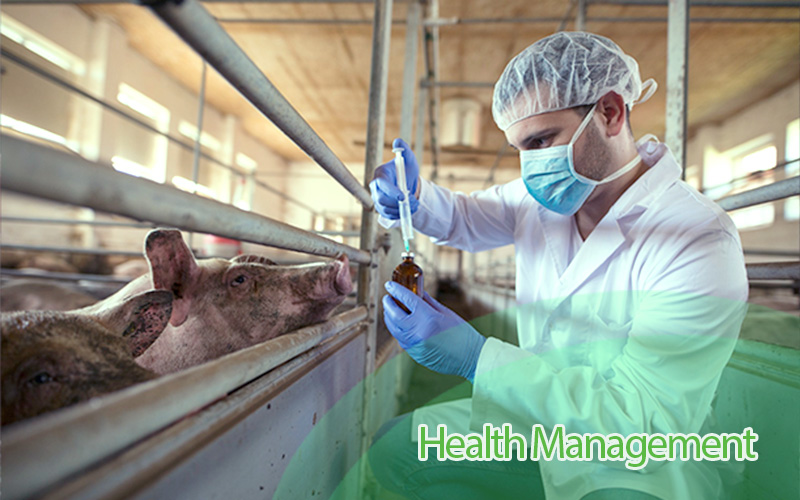 Tracking Health Status Using Pig Management Software