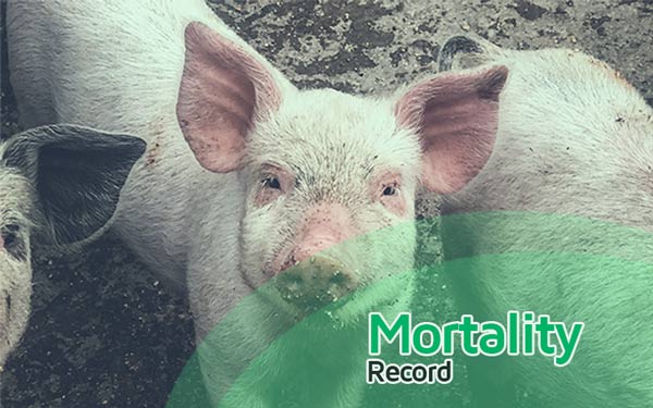 Why keeping mortality records in a Pig farm is very important